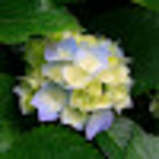 Дарья Корнеева