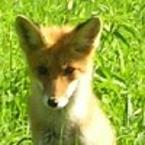 Александр Буренков