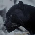 Светлана Сударикова