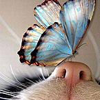 Светлана Плеханова