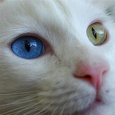 Наталья Чистова