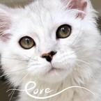 Ольга Черняева