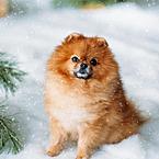 Татьяна Дмитровская