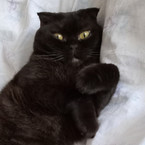 Вера Пастина