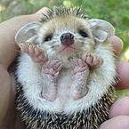 Ирина Яцкевич