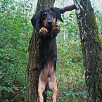 Андрей Волох