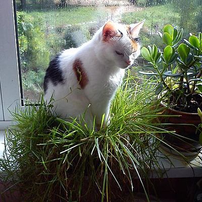 Мария Зорькова