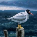 Лариса Васильева