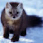 Павел Соболев