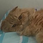 Елена Сторчевая