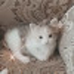 Назерке Елемес Бауыржанқызы