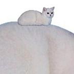 Молли Пубертат