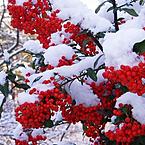 Ольга Никитина