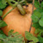 Всеволод Сазонов