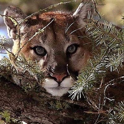 Екатерина Скиба