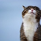 Дмитрий Горчуков