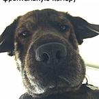 Григорий Петров