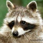 Владимир Видергольд