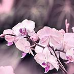 Екатерина Федяшова