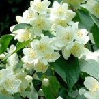 Алла Лавникевич