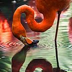 Елена Конкина