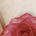 Ольга Венская