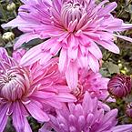 Света Березина