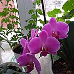 Ирина Меркурьева