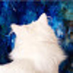 Анастасия Горшенёва