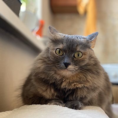 Анна Мищенко