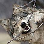 Софья Рябова