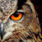 Veronika Avtukhovich