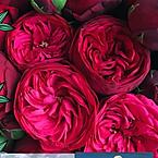 Назгуль Назгуль