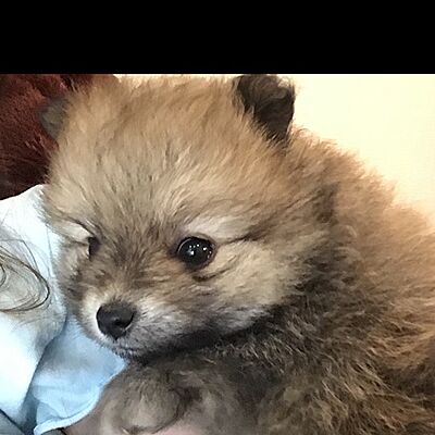 Замия Кулинарии