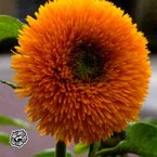 Михаил Зелинский