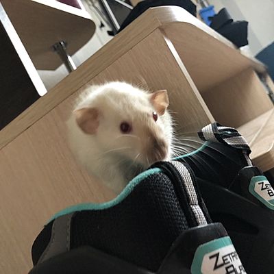 Януся Витлиф