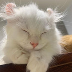 Лера Литаврина