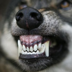 Герман Виноградов