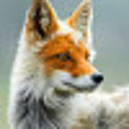 Артём Макаров