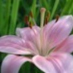 Лилия Варина