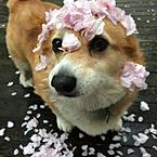 Даша Николаева