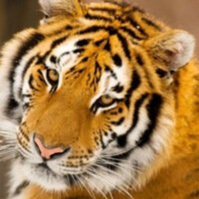 Александр Меркулов