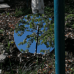 Алина Антонова 