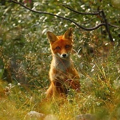 Александр Ялошевский