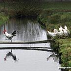 Татьяна Курилова