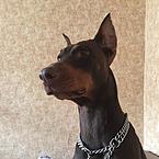 Елена Романова