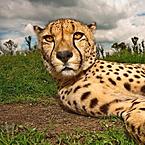 Ирина Мильдзихова