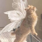 فلادا سينكوفا