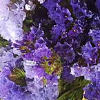 Татьяна Скрипкина