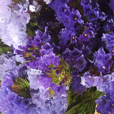 Татьяна Скрипкина